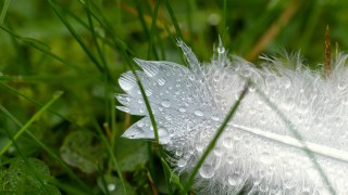 A white feather with water droplets on it laying in the grass.