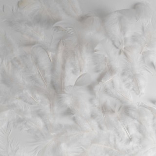 A white feather pattern on a white surface.